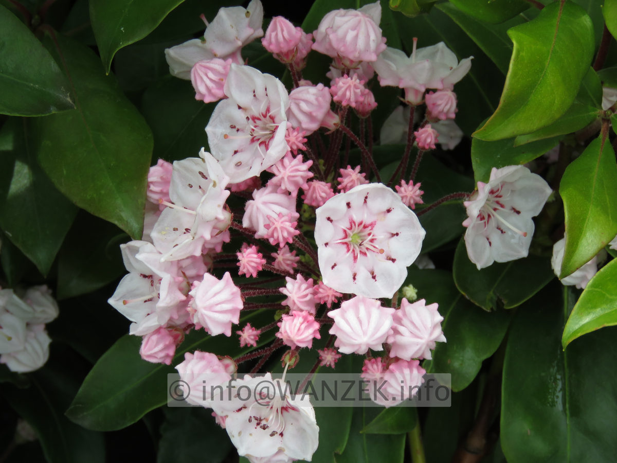 Kalmia latifolia Zebulon 001.JPG